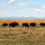 Bureau of Land Management revokes American Prairie's bison leases | OUT WEST